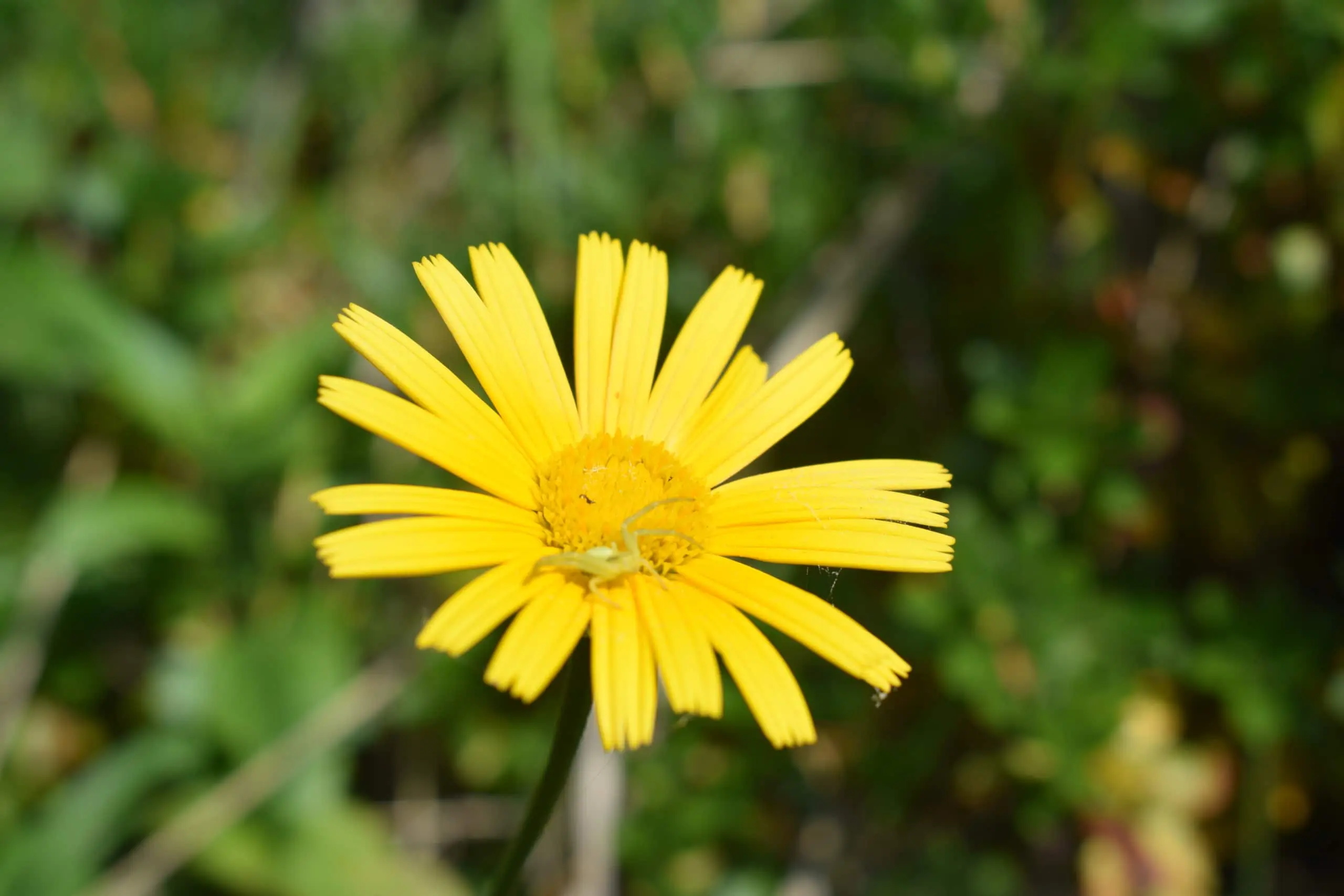 Frühlingsblume